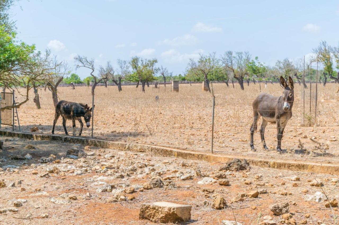 Finca Son Baulo Hébergement de vacances