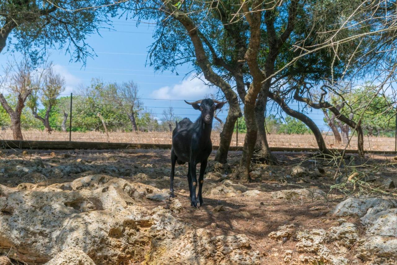 Hébergement de vacances Finca Son Baulo Santa Margalida